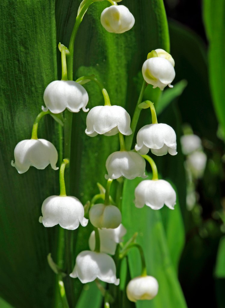 Lily Of The Valley Bouqet