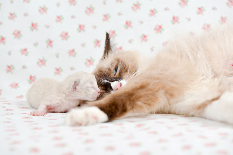Mom Cat And Kitten