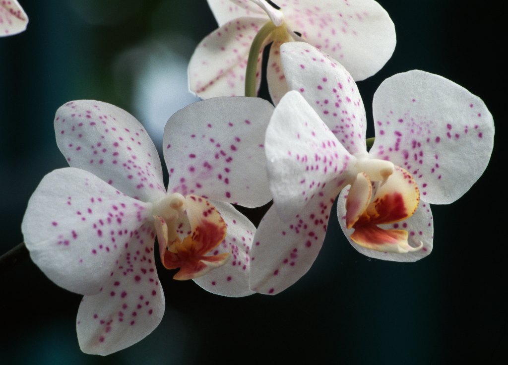 Orchid Purple