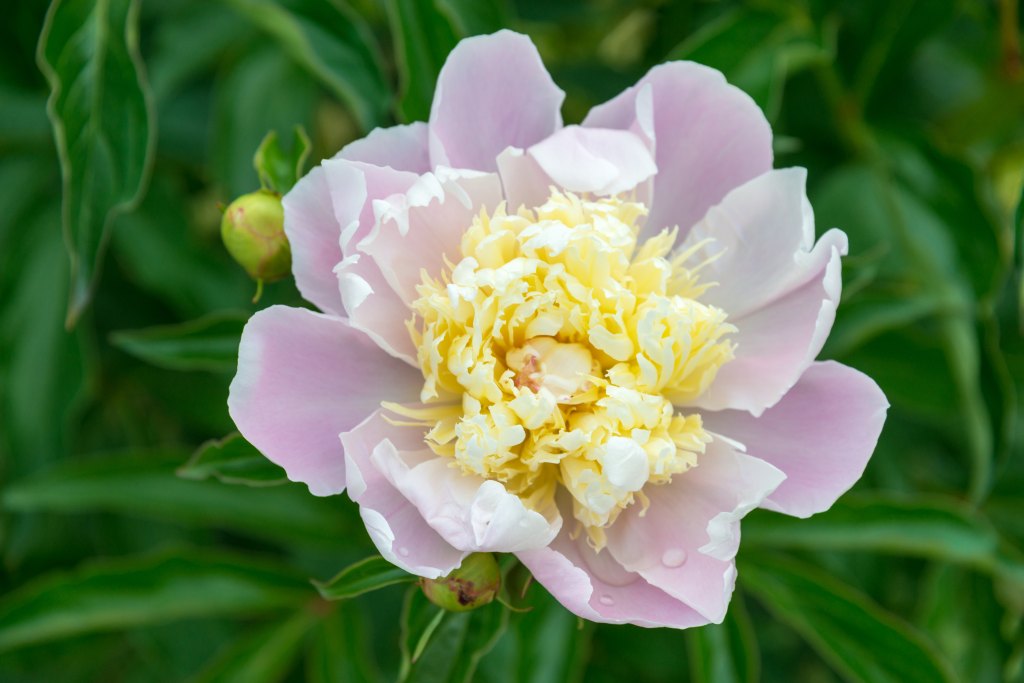 Peony Bloom
