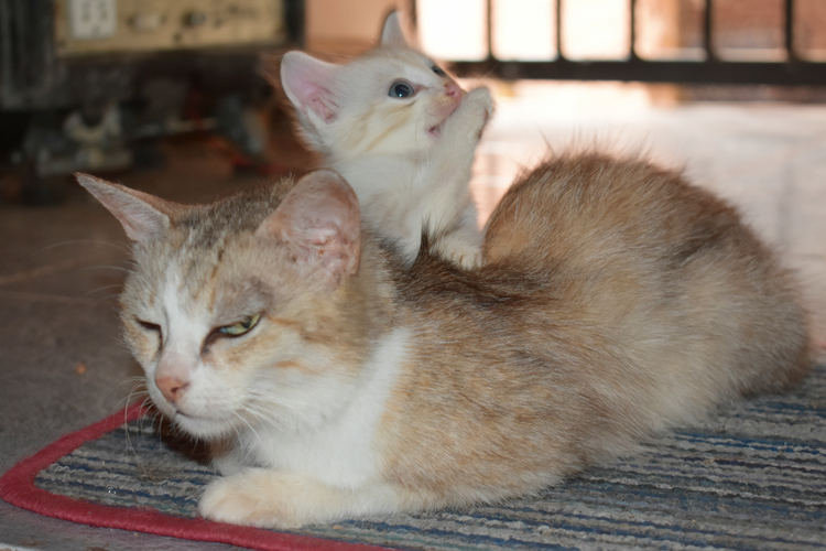 Picture Of A Cat And A Kitten