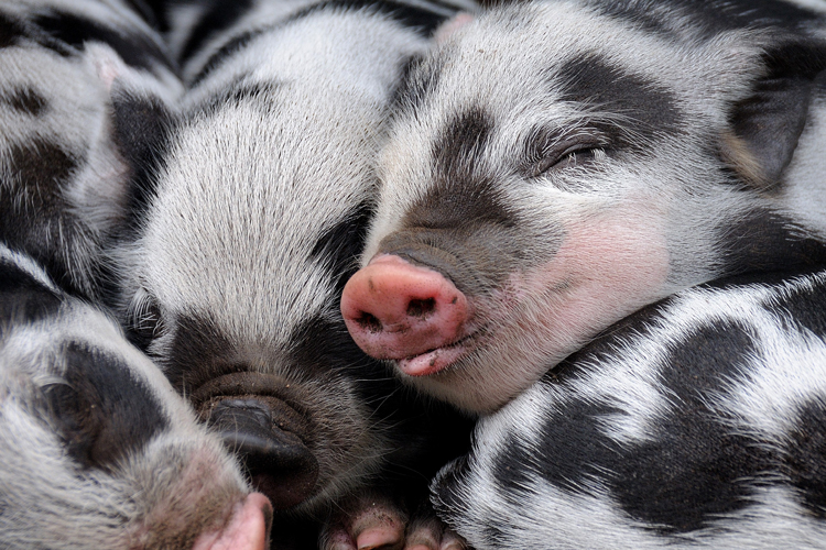 Do pigs dream?