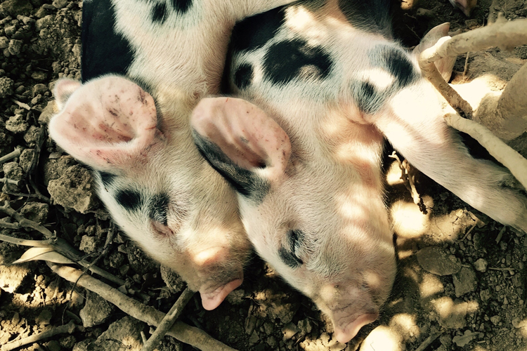 Pig Sleeping Habits