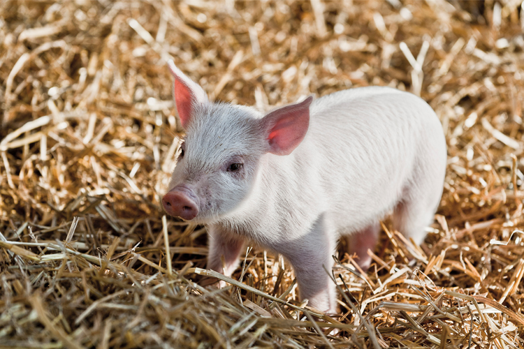 Piglet