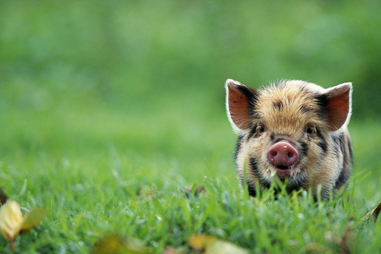 Pigs are Smart
