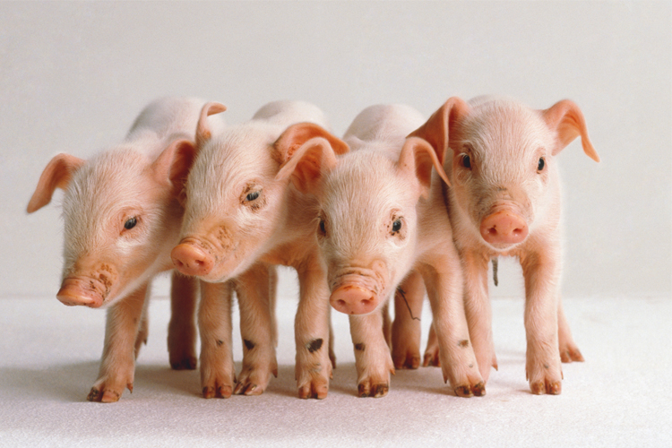 Cute Piglet Grunts