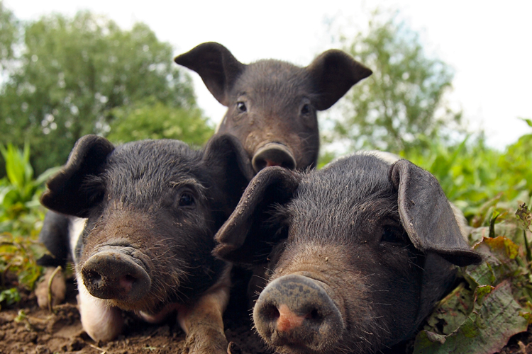 The Year of the Pig