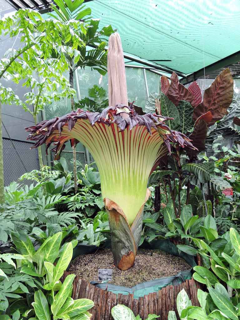 Amorphophallus Titanum Cairns Australia Spud