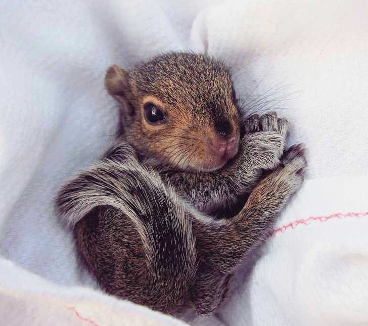 Baby Squirrel