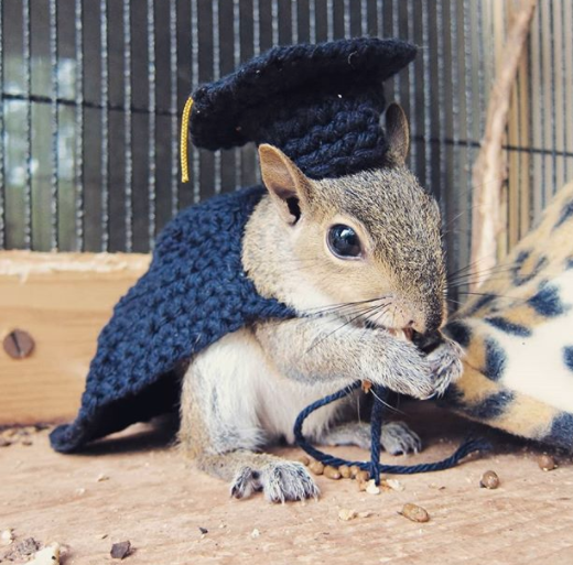 Squirrel Graduation