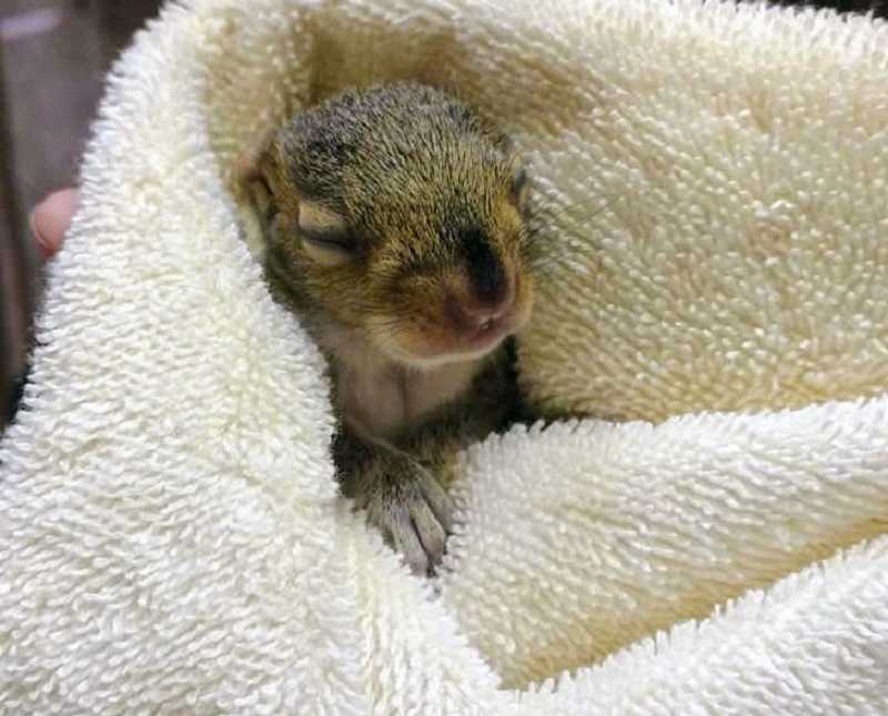 Baby Squirrel