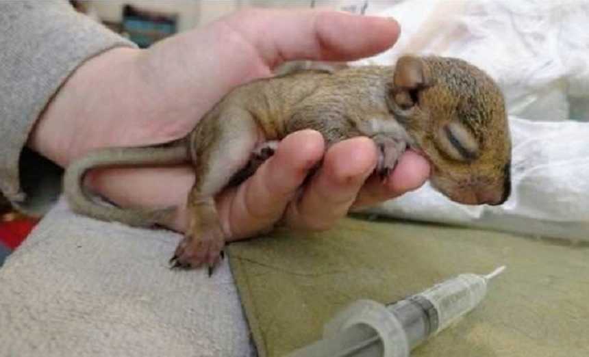 Baby Squirrel
