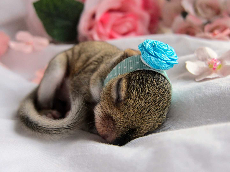 Little Squirrel