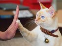 cat-high-fives.jpg