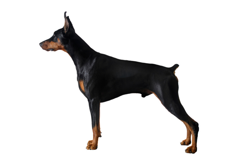 Doberman Pinscher