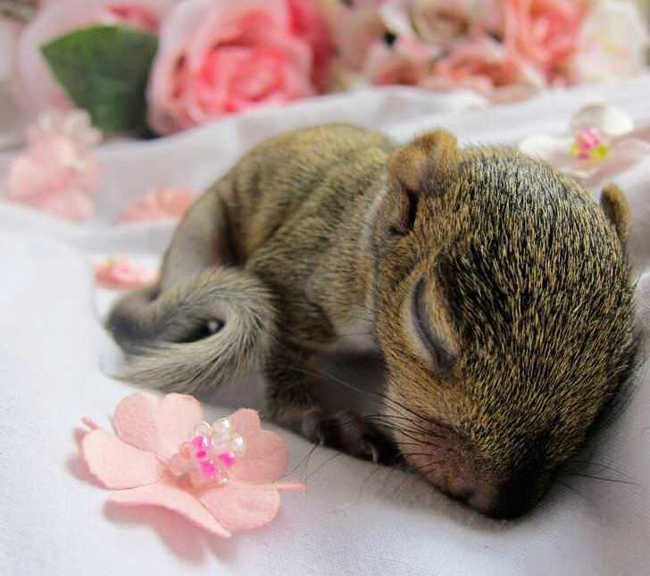Baby Squirrel