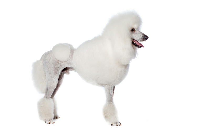 Standard Poodle