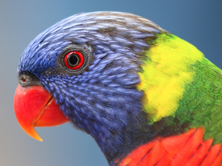 Bird Eyes