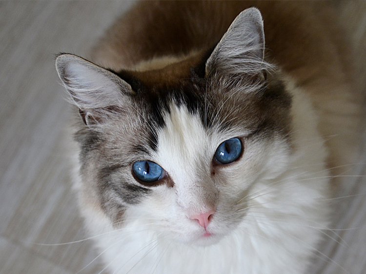 Cat Eyes