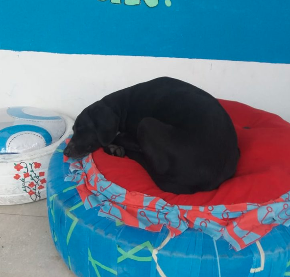 Negro Dog Pays for Treats