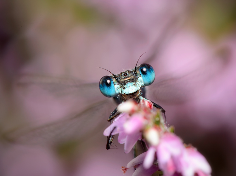 Damselflyeyes