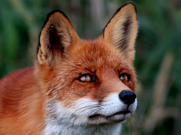 Fox Eyes