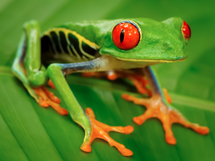 Frog Eyes