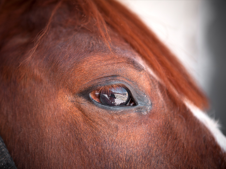 Horse Eyes