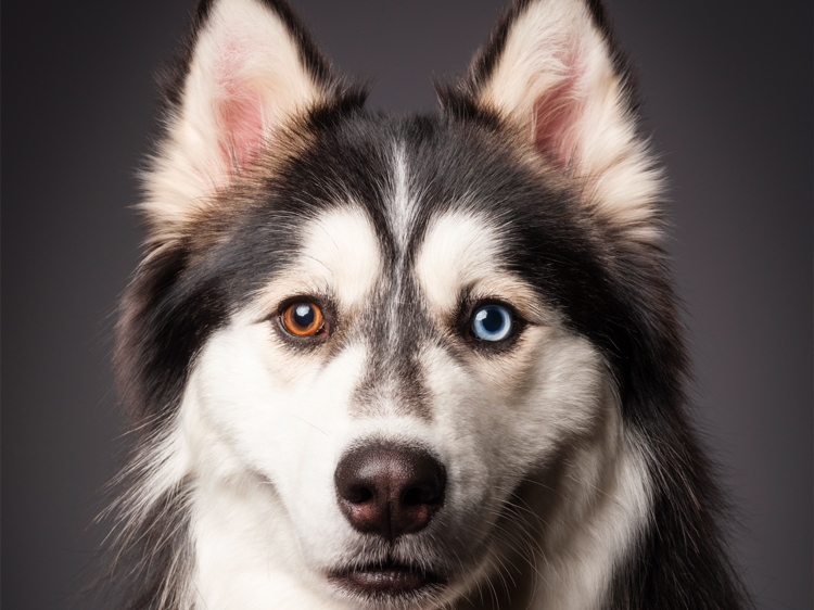 Husky Eyes