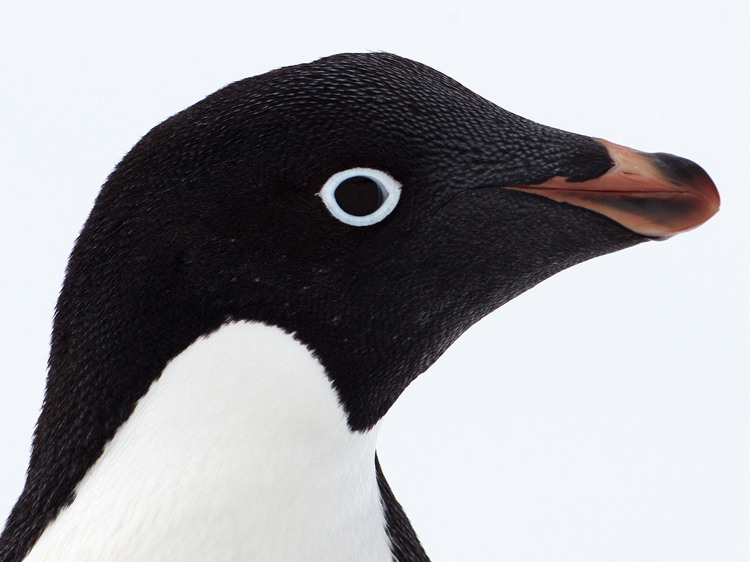 Penguin Eyes