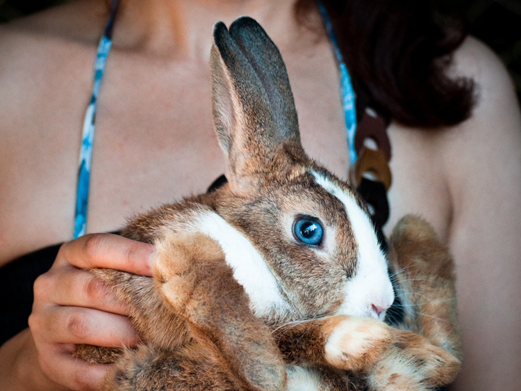 Rabbit Eyes