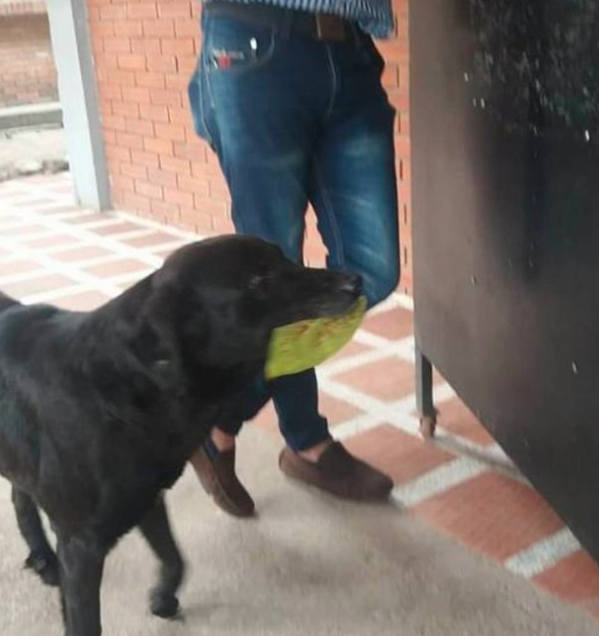 Negro Dog Pays for Treats