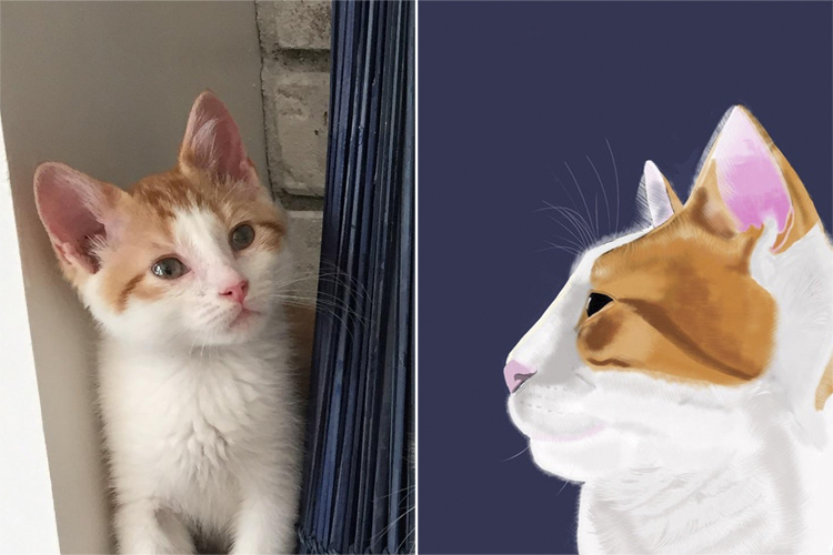 Animal Drawings Ideas