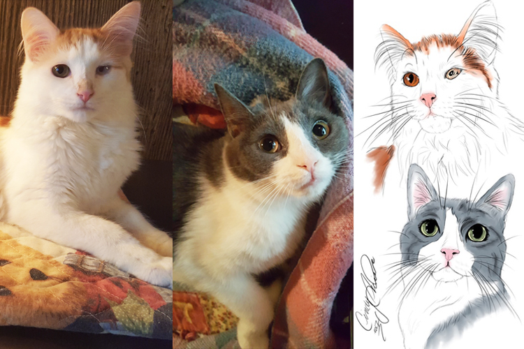 Animal Drawings
