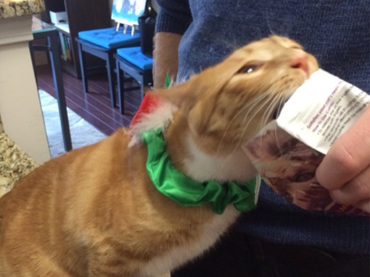 cat reaction to catnip