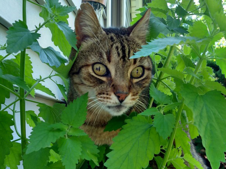 cat reacts to catnip