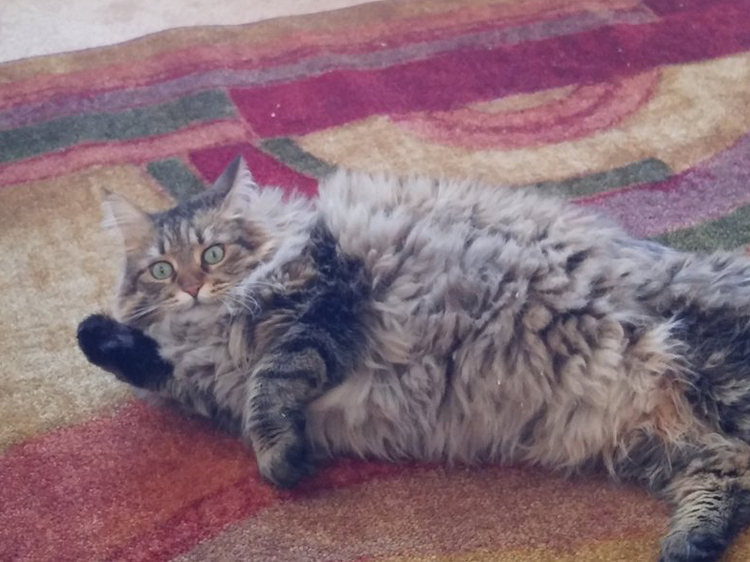 catnip cat