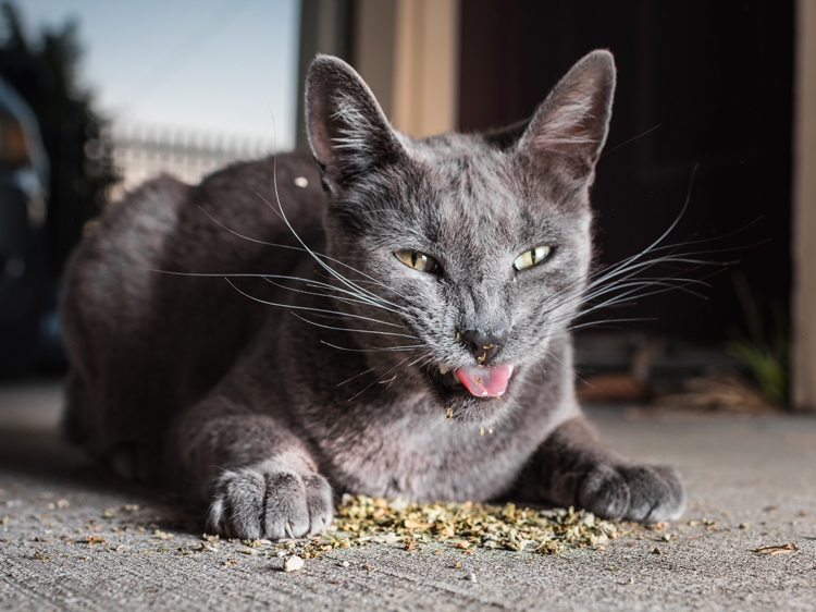 Catnip Cats