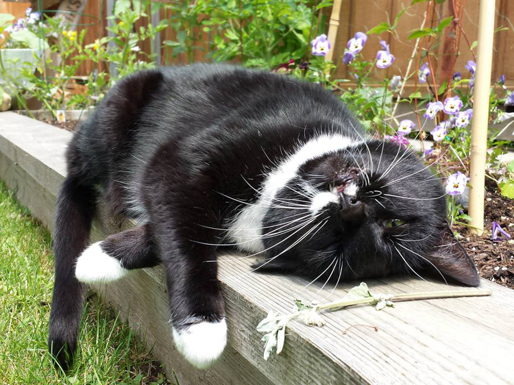 catnip effect on cats