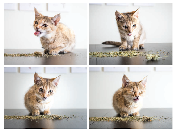 catnip effect on cats