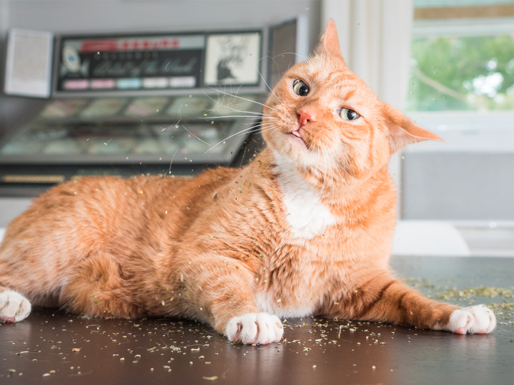 Catnip For Cats