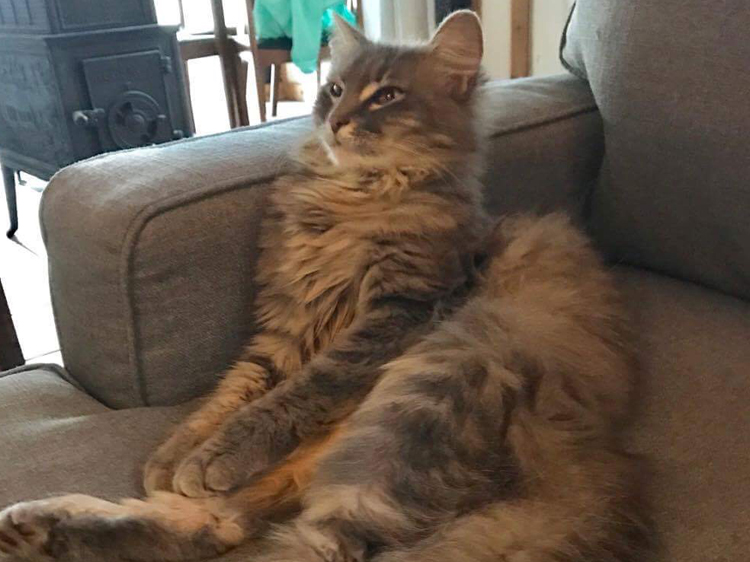 catnip for cats
