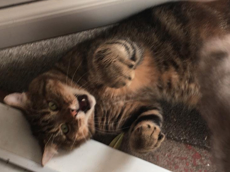 catnip for kittens