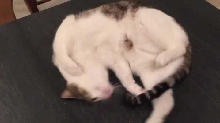 catnip kittens