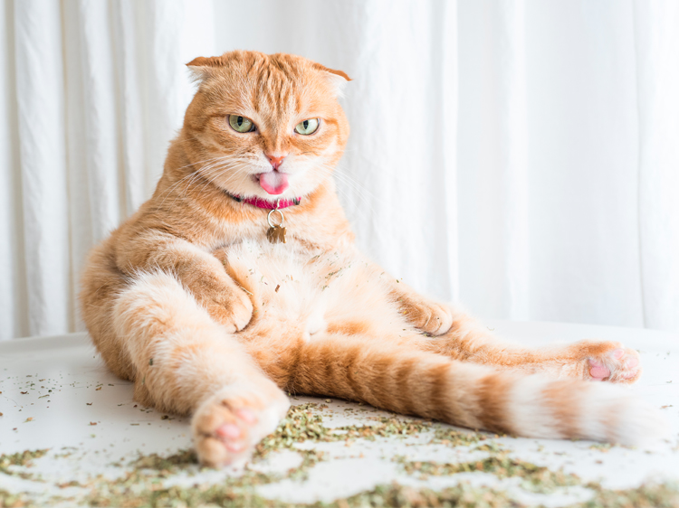 Catnip Kitties