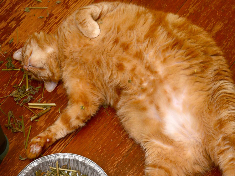 catnip meme