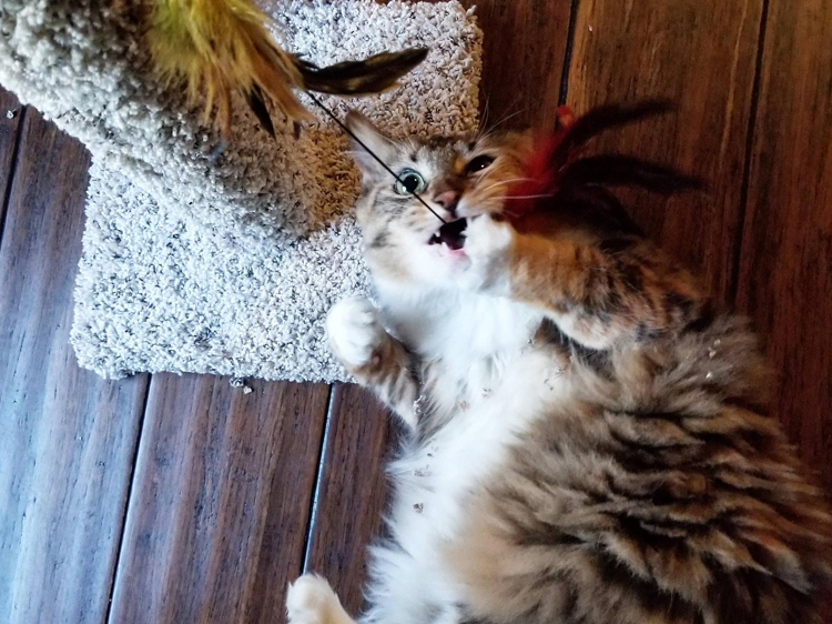 catnip-on-cats