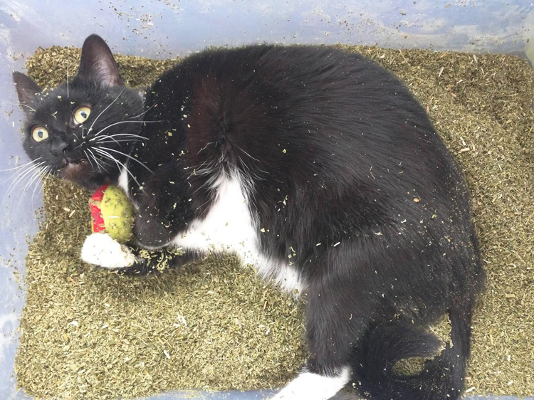 catnip on kittens