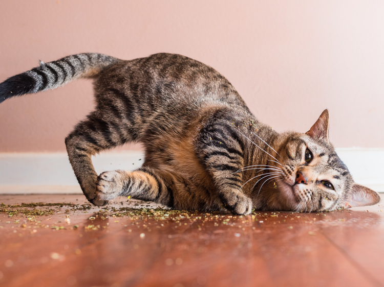 Catnip Reaction