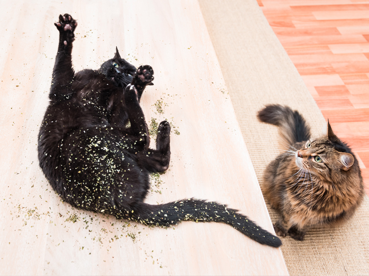 Catnip Reactions